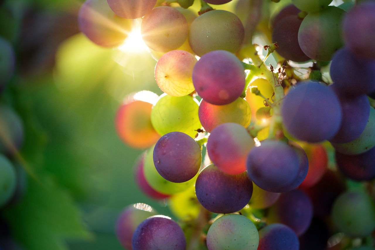 Le vin biologique : pour la santé de la planète et du consommateur